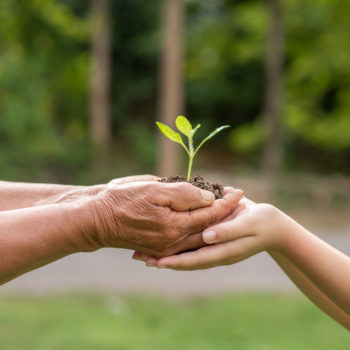 Between The Hands Of The Elderly And Children