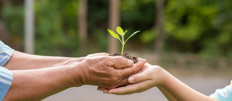 Between The Hands Of The Elderly And Children