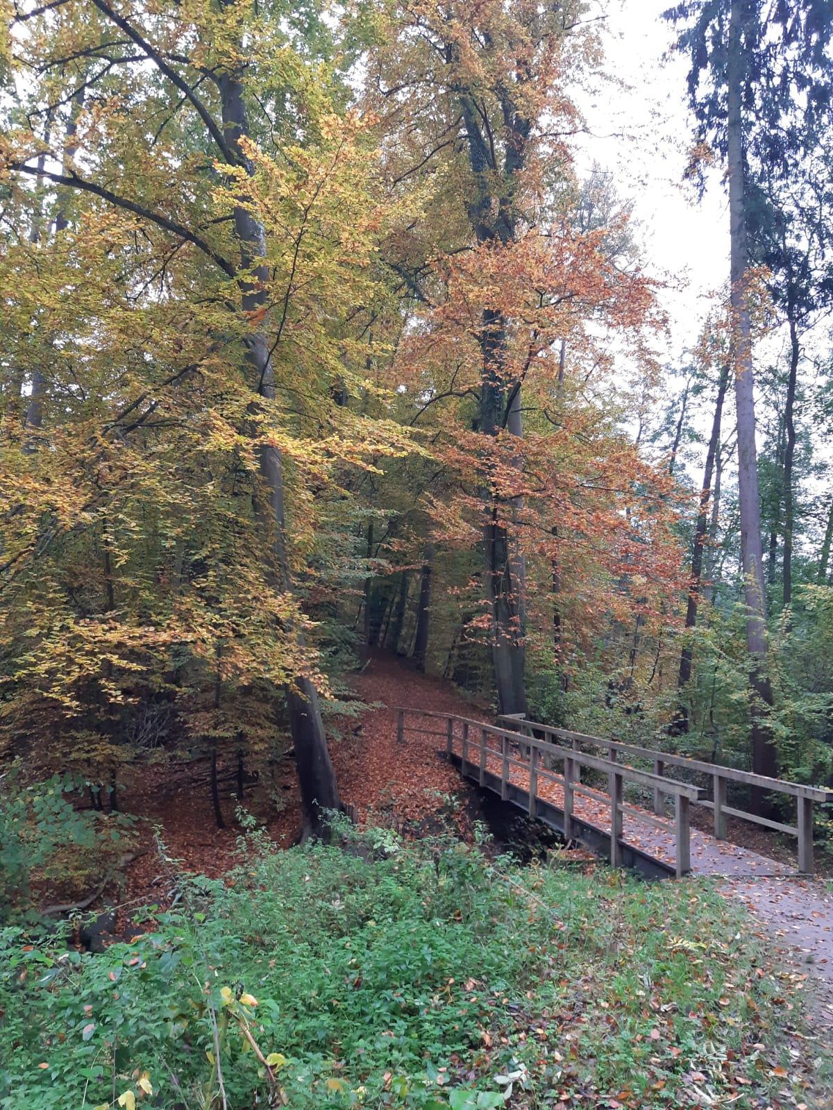Brücke Zur Wdsg